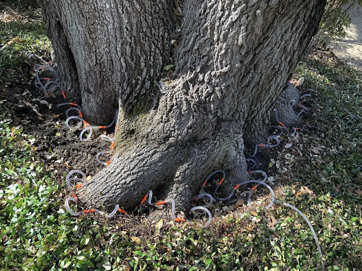 Detailed Tree Cabling and Bracing job site in Klawock