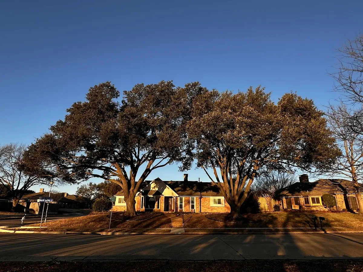 Established residential canopy tree shading a home in Klawock